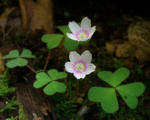 Mountain Woodsorrel