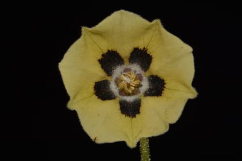 Smallflower Groundcherry Bonsai