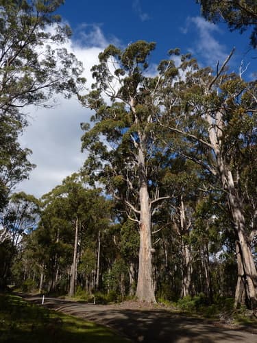 Messmate Stringybark Bonsai