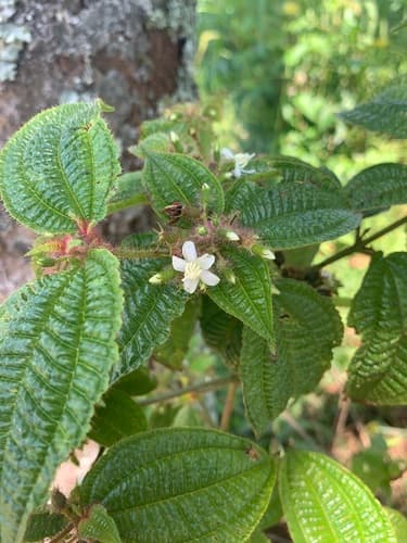 Koster's Curse Bonsai
