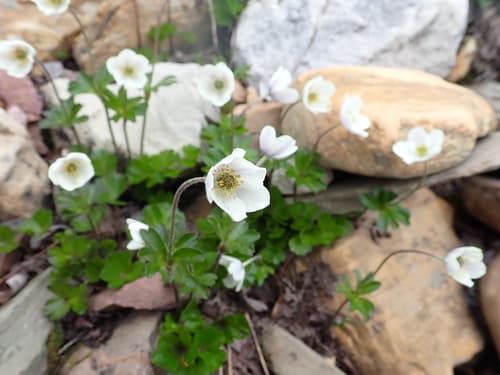 Small-flower Anemone