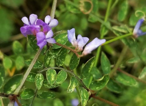 Slender Vetch