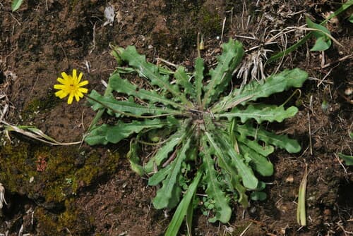 Hairy Hawkbit