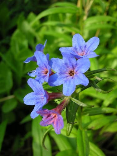 Purple Gromwell