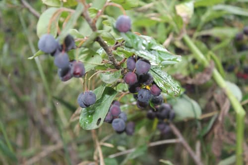 Dark-fruited Cotoneaster Bonsai