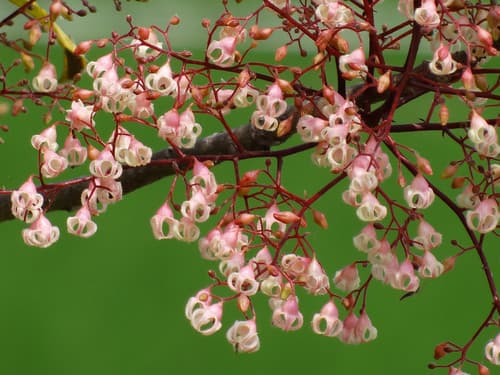 Seven Sisters' Fruit Bonsai
