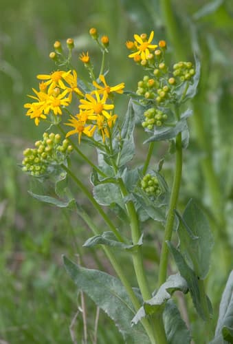 Texas Ragwort