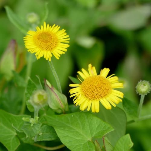 Common Fleabane Bonsai