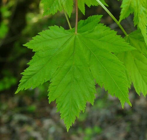 Rocky Mountain Maple Bonsai