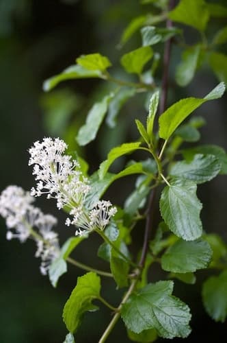 Redstem Ceanothus Bonsai