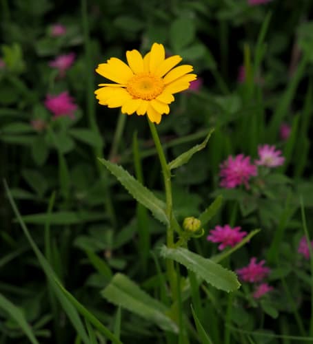 Mediterranean Marigold