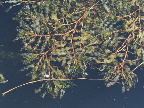 Curly-leaf Pondweed