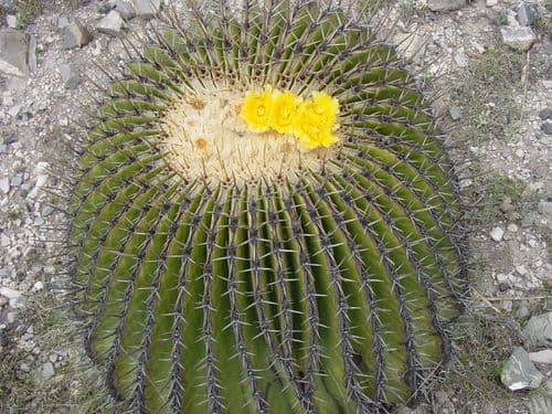 Candy Barrel Cactus