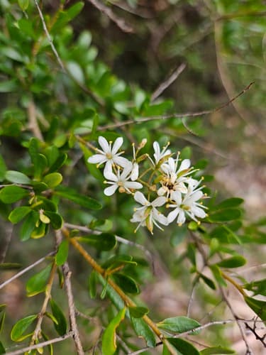 Australian Blackthorn Bonsai