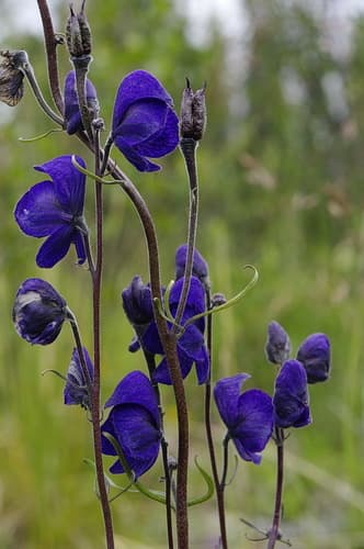 Larkspurleaf Monkshood