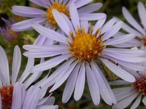 Western Aster Bonsai