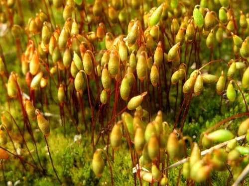 Tufted Thread-moss Colony