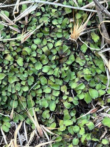 Orobus-seed Liverwort