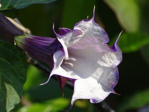 Metel Devil's Trumpet