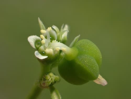 Grassleaf Spurge