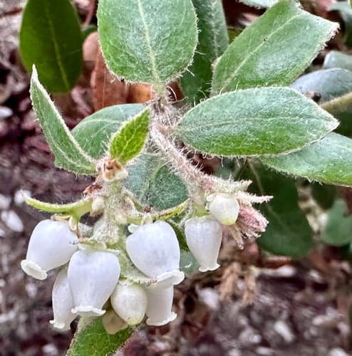 Woollyleaf Manzanita Bonsai