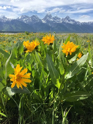 northern mule's ears