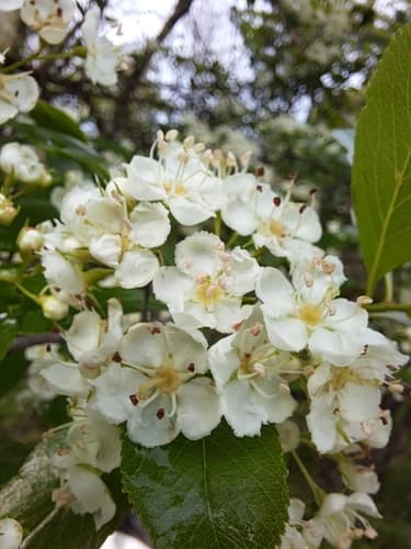 Cockspur Hawthorn Bonsai