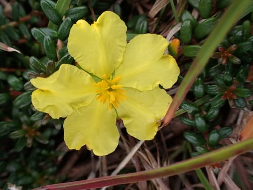 Hairy Guinea-flower Bonsai