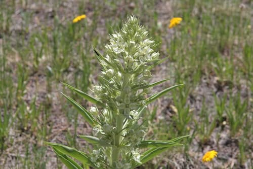 Monument Plant Bonsai