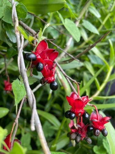 Small-leaved Plane Bonsai