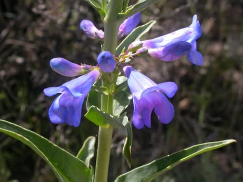 Wasatch Beardtongue