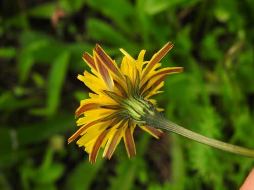 Tuberous Hawkbit