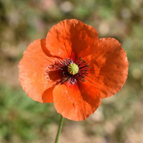 Long-headed Poppy Flower