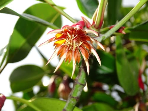 Orange Mangrove Bonsai
