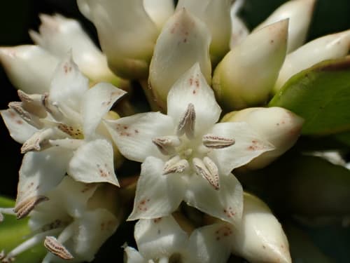 River Mangrove Bonsai