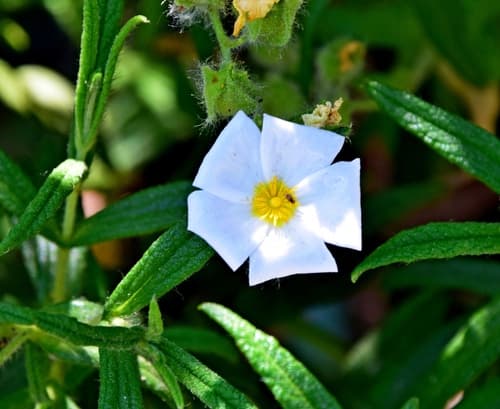 Montpelier Cistus