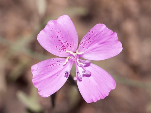 Botta's clarkia