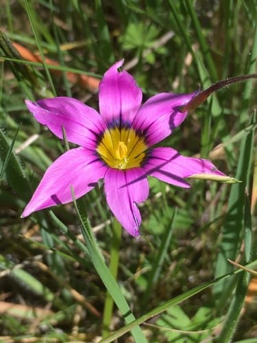 Rosy sandcrocus