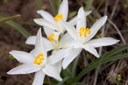 common starlily