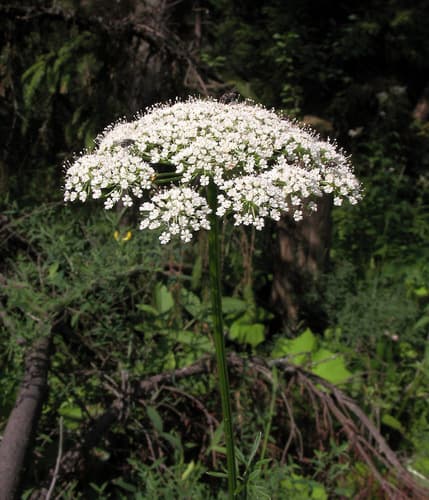 Cambridge Milk-parsley Bonsai