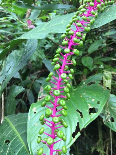 Venezuelan Pokeweed Bonsai