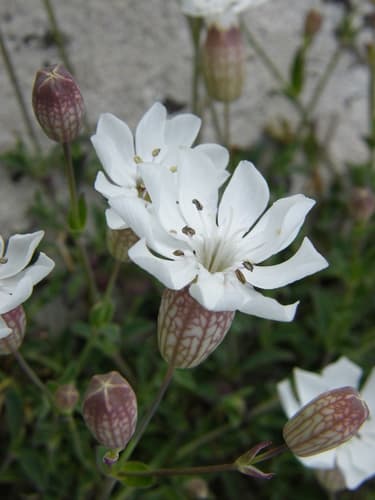 Sea Campion Bonsai