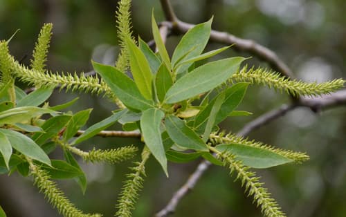 Pacific Willow