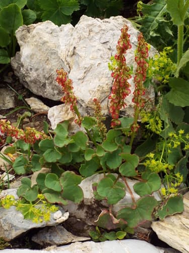 Alpine Sorrel Bonsai