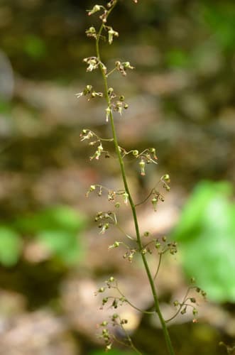 American Alumroot Bonsai