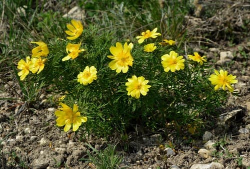Adonis volgensis