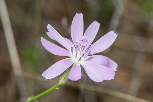 Texas Skeleton Plant Bonsai