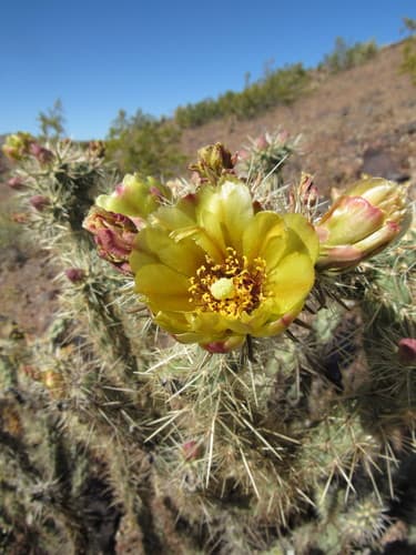 Buckhorn Cholla