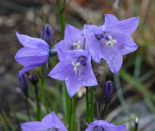 Giesecke's Harebell