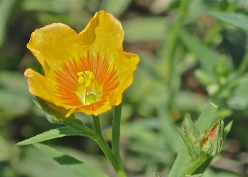 Berlandier's yellow flax
